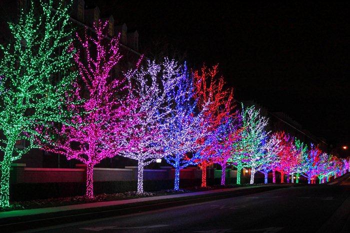 row of trees lit up with different colored bulbs
